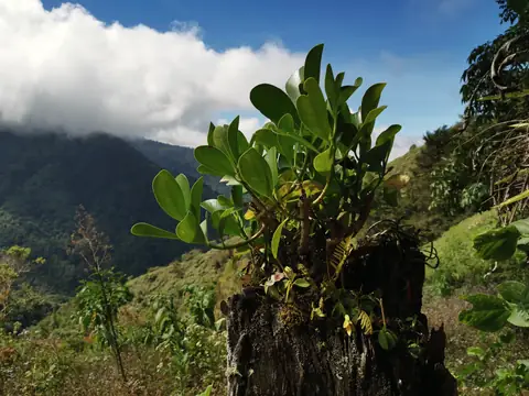 Cordillera de Talamanca — Volcanoes and mountains, Rio Ángel Bio-reserve