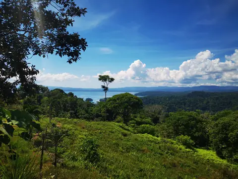 A lone tree above the valley — Volcanoes and mountains, Rio Ángel Bio-reserve