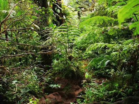 A trail in the mountain forest — Volcanoes and mountains, Rio Ángel Bio-reserve