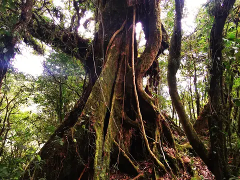 Buttress roots of a rainforest tree — Volcanoes and mountains, Rio Ángel Bio-reserve