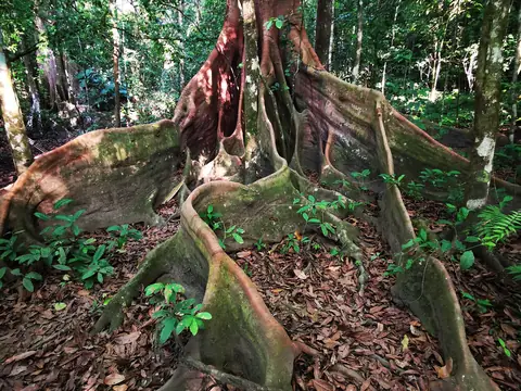 Buttress roots of a fig tree — Volcanoes and mountains, Rio Ángel Bio-reserve