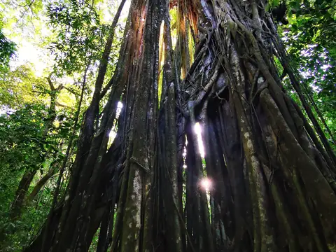 A curtain of roots — Volcanoes and mountains, Rio Ángel Bio-reserve