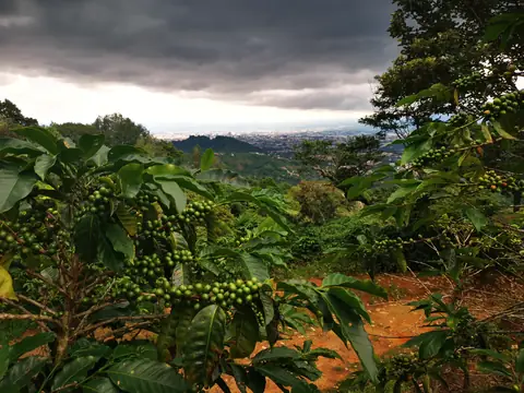 A coffee plantation — Volcanoes and mountains, Rio Ángel Bio-reserve