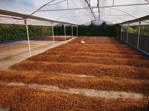Drying coffee — Volcanoes and mountains, Rio Ángel Bio-reserve