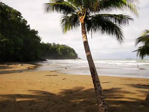 Palms above a Pacific beach — Beaches and ocean, Rio Ángel Bio-reserve