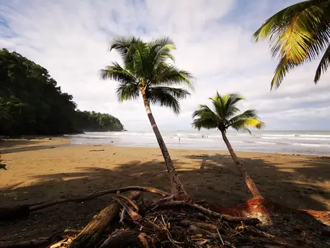 Leaning palms above the sand — Beaches and ocean, Rio Ángel Bio-reserve