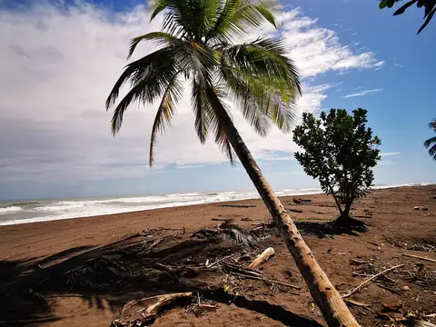 A lone palm on the beach — Beaches and ocean, Rio Ángel Bio-reserve