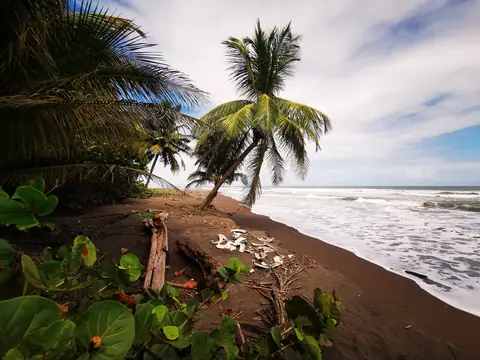 Palms and surf — Beaches and ocean, Rio Ángel Bio-reserve