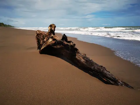 A driftwood trunk on the beach — Beaches and ocean, Rio Ángel Bio-reserve