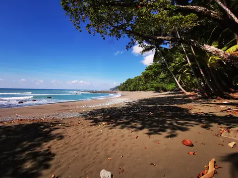 Tree shade over the sand — Beaches and ocean, Rio Ángel Bio-reserve