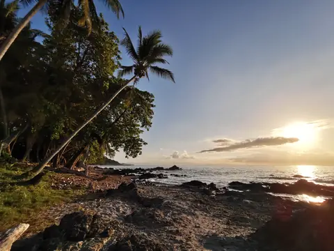 Palms against the morning sun — Beaches and ocean, Rio Ángel Bio-reserve