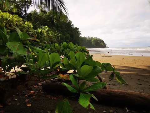 Greenery above the beach — Beaches and ocean, Rio Ángel Bio-reserve