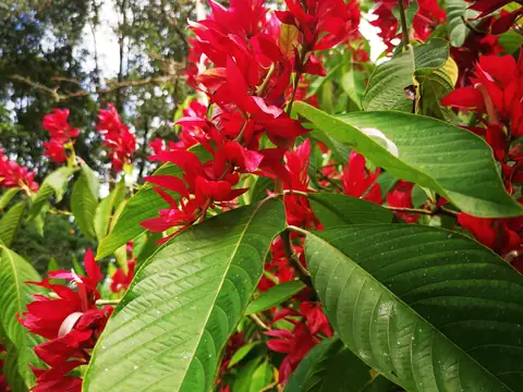 Alpinia purpurata — red ginger — Nature, Rio Ángel Bio-reserve