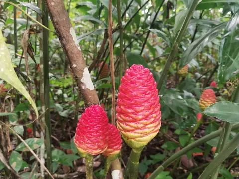 Etlingera elatior — bastón de emperador — Nature, Rio Ángel Bio-reserve