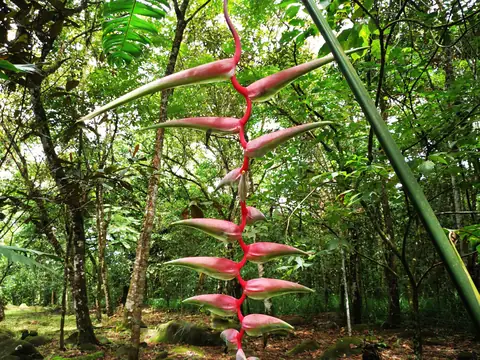 Heliconia rostrata — Nature, Rio Ángel Bio-reserve