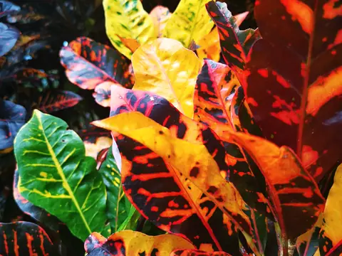 Croton — Codiaeum variegatum — Nature, Rio Ángel Bio-reserve