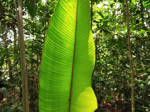 A heliconia leaf — Nature, Rio Ángel Bio-reserve