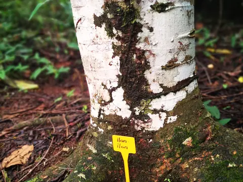A catalogue tag on a hardwood trunk — Nature, Rio Ángel Bio-reserve