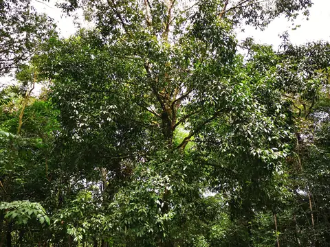 The working plantation — Nature, Rio Ángel Bio-reserve