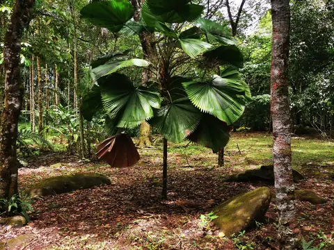 Planted hardwoods in the undergrowth — Nature, Rio Ángel Bio-reserve