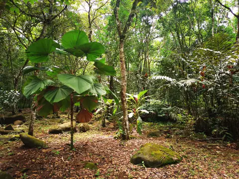Young trees among the boulders — Nature, Rio Ángel Bio-reserve
