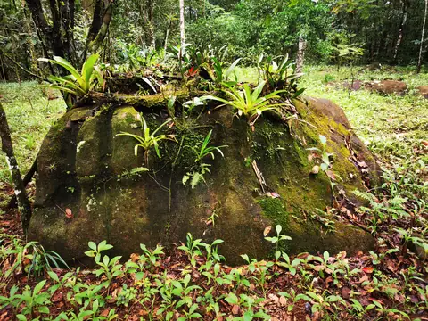 A boulder covered in bromeliads — Nature, Rio Ángel Bio-reserve