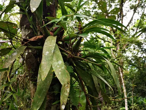 Bromeliad on a trunk — Nature, Rio Ángel Bio-reserve