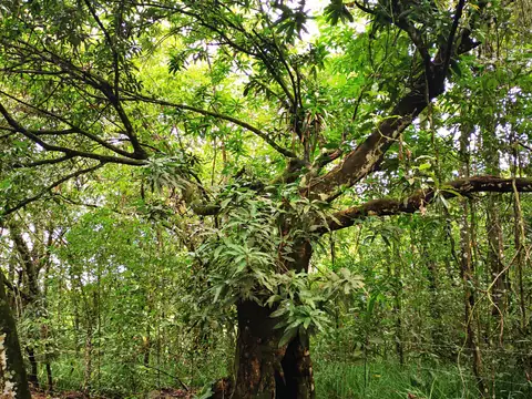 A mature tree in the forest — Nature, Rio Ángel Bio-reserve