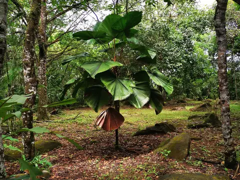 Undergrowth beneath the canopy — Nature, Rio Ángel Bio-reserve
