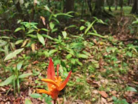 Heliconia on the forest floor — Nature, Rio Ángel Bio-reserve