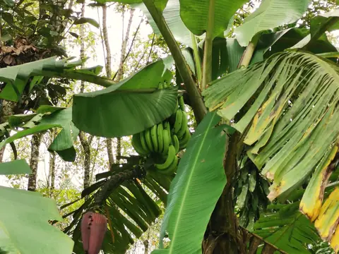 Banana plant — Nature, Rio Ángel Bio-reserve