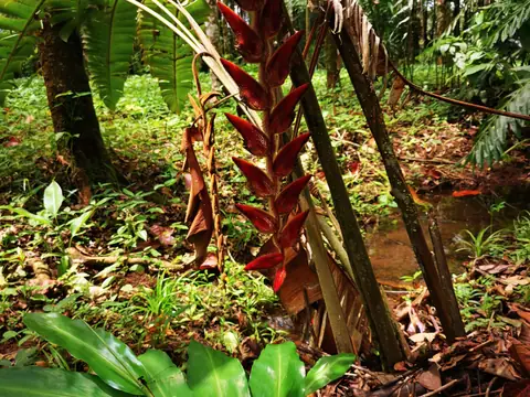 A young heliconia — Nature, Rio Ángel Bio-reserve