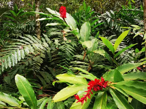 A flower in the undergrowth — Nature, Rio Ángel Bio-reserve