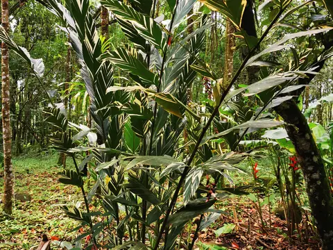 Ginger in the undergrowth — Nature, Rio Ángel Bio-reserve