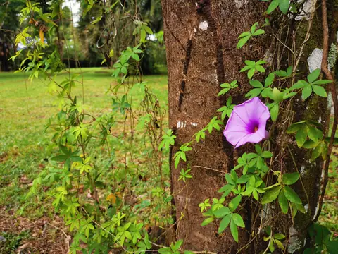 Morning glory on a trunk — Nature, Rio Ángel Bio-reserve