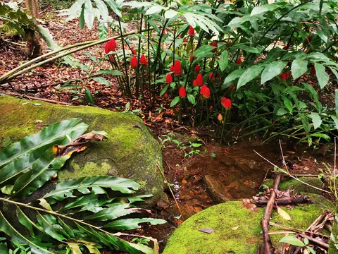 Red flowers by a boulder — Nature, Rio Ángel Bio-reserve