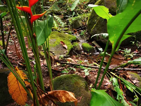 Heliconia among the boulders — Nature, Rio Ángel Bio-reserve