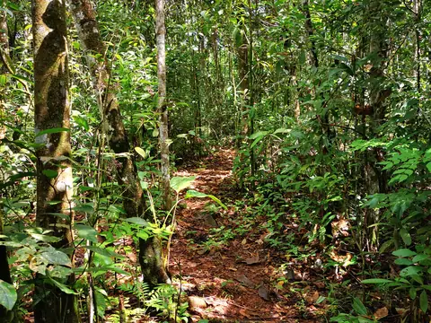A path in the forest — Nature, Rio Ángel Bio-reserve
