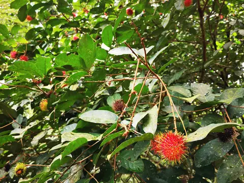 A flower in the tree canopy — Nature, Rio Ángel Bio-reserve