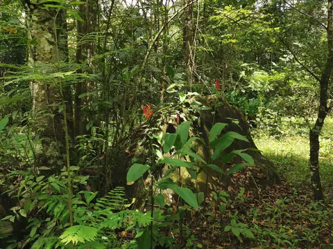 Undergrowth at the forest edge — Nature, Rio Ángel Bio-reserve