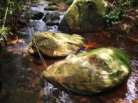 Moss-covered stones — Stream, Rio Ángel Bio-reserve