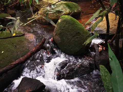 Rapids in the forest — Stream, Rio Ángel Bio-reserve