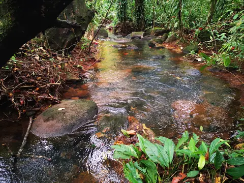 Shallows beneath the trees — Stream, Rio Ángel Bio-reserve