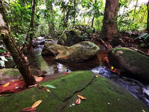 The streambed under the trees — Stream, Rio Ángel Bio-reserve