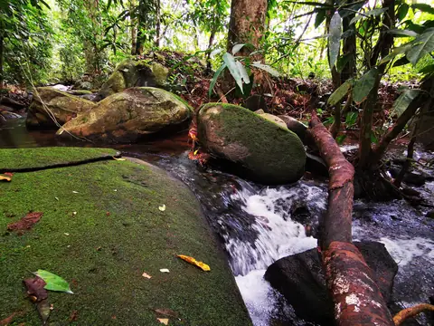 Current between mossy stones — Stream, Rio Ángel Bio-reserve