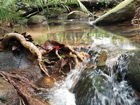 Rapids beneath a fallen trunk — Stream, Rio Ángel Bio-reserve