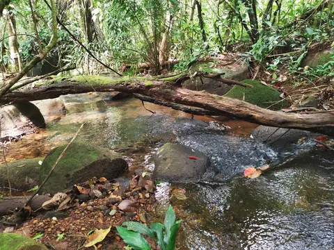A still pool — Stream, Rio Ángel Bio-reserve