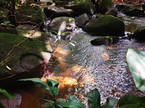 The stream in morning light — Stream, Rio Ángel Bio-reserve