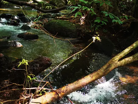 A fallen trunk over the water — Stream, Rio Ángel Bio-reserve