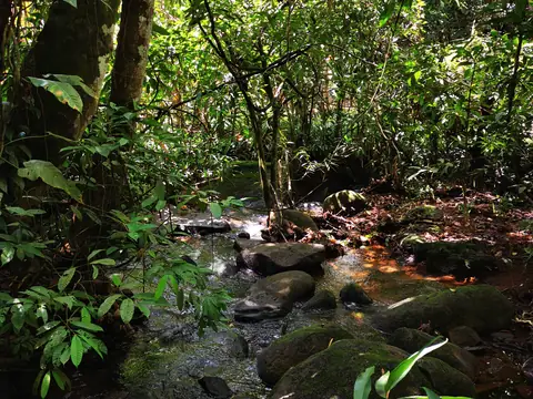 The streambed in the undergrowth — Stream, Rio Ángel Bio-reserve